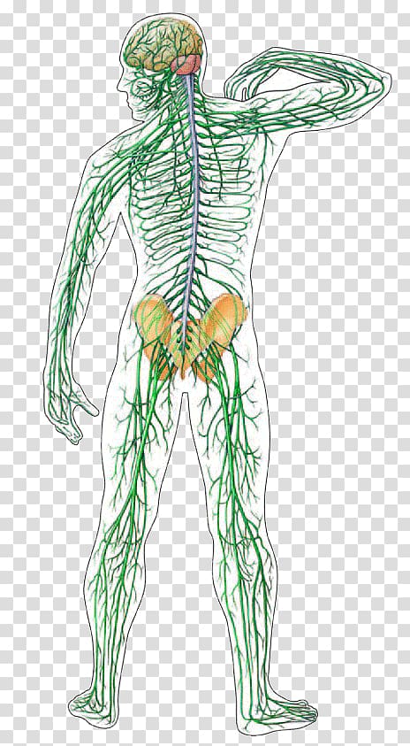 Central nervous system Human body Nerve Organ system, Brain transparent background PNG clipart