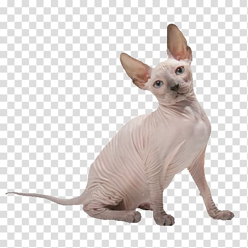 Sphynx cat Donskoy Peterbald Whiskers Chat rex, others transparent background PNG clipart