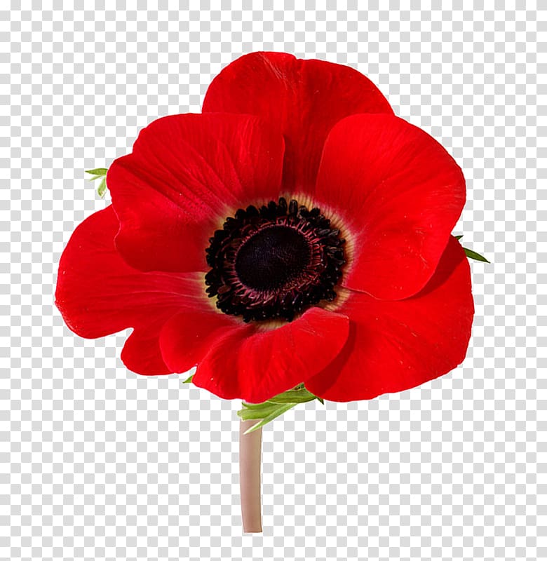 In Flanders Fields Remembrance poppy Armistice Day Lest we forget, flower transparent background PNG clipart