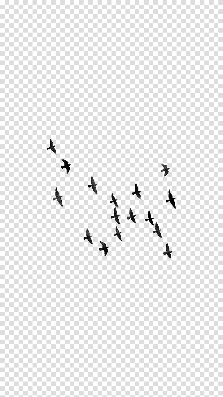 Bird Editing , flock transparent background PNG clipart