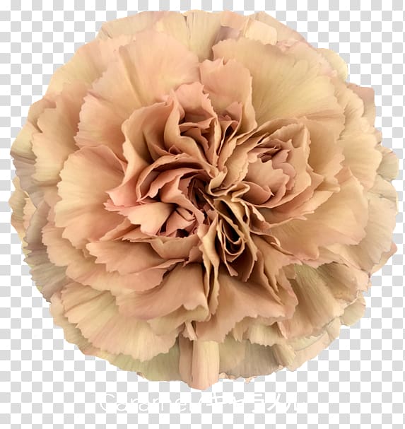 Rose Carnation Cut flowers Pink, rose transparent background PNG clipart