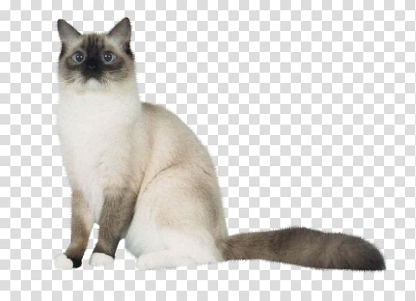 Siamese cat Birman Balinese cat Snowshoe cat Tonkinese cat, others transparent background PNG clipart