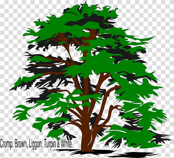 Cedrus libani Tree Drawing , reunion transparent background PNG clipart