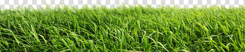 green grass, Lawn Artificial turf Garden, grass transparent background PNG clipart