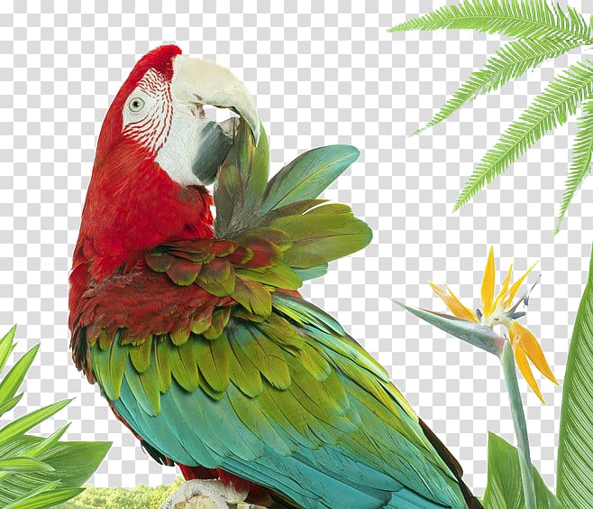Lovebird Parrot grapher Animal, parrot transparent background PNG clipart