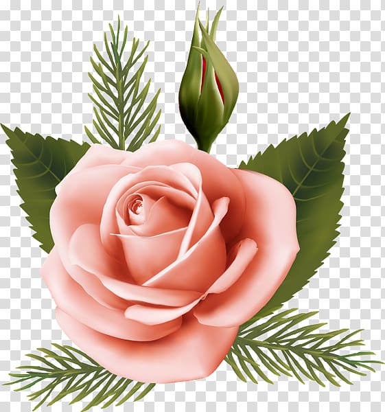Garden roses Cabbage rose Pink Floral design Cut flowers, design transparent background PNG clipart
