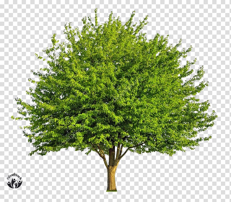 Deciduous Broad-leaved tree , tree transparent background PNG clipart