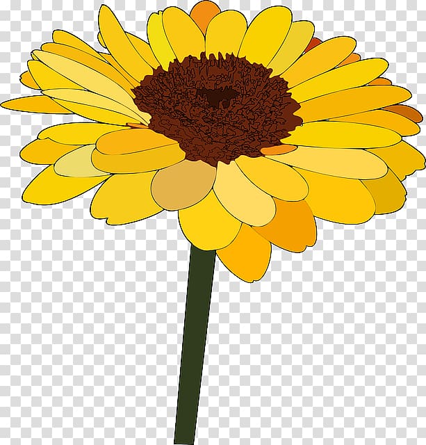 Common sunflower Cartoon Drawing , Blooming sunflowers transparent background PNG clipart