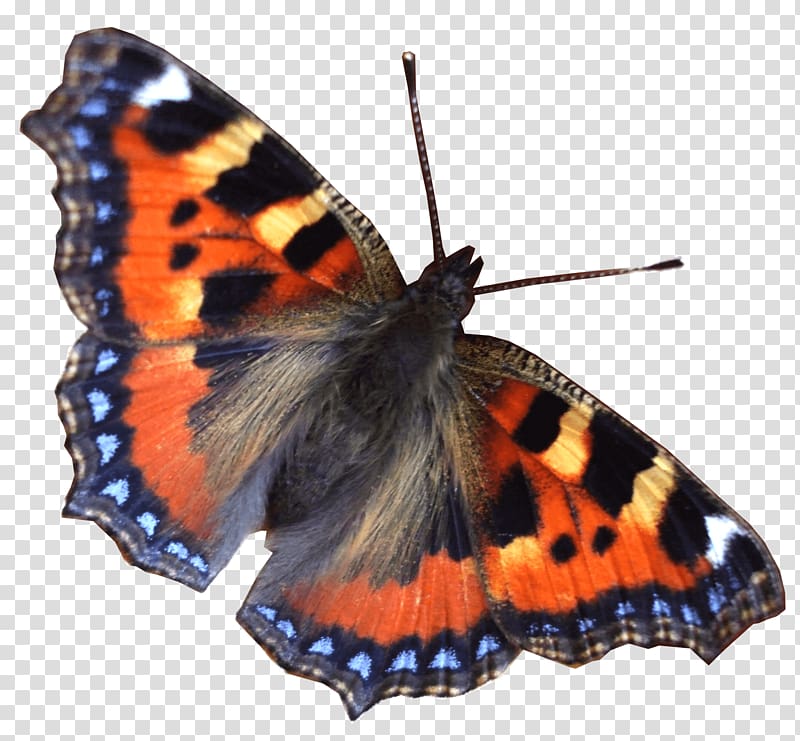 Butterfly World, Butterfly transparent background PNG clipart