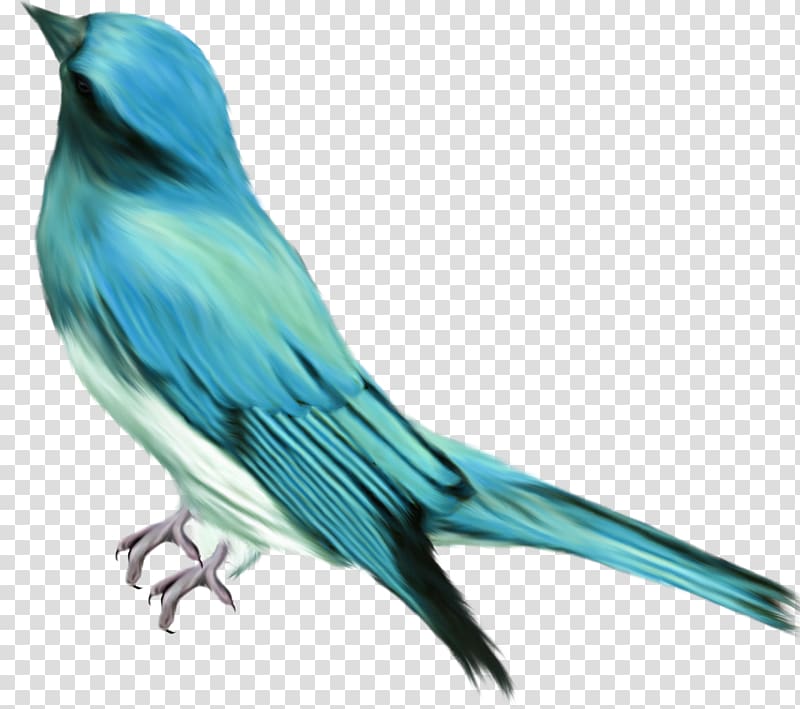 blue bird transparent background PNG clipart