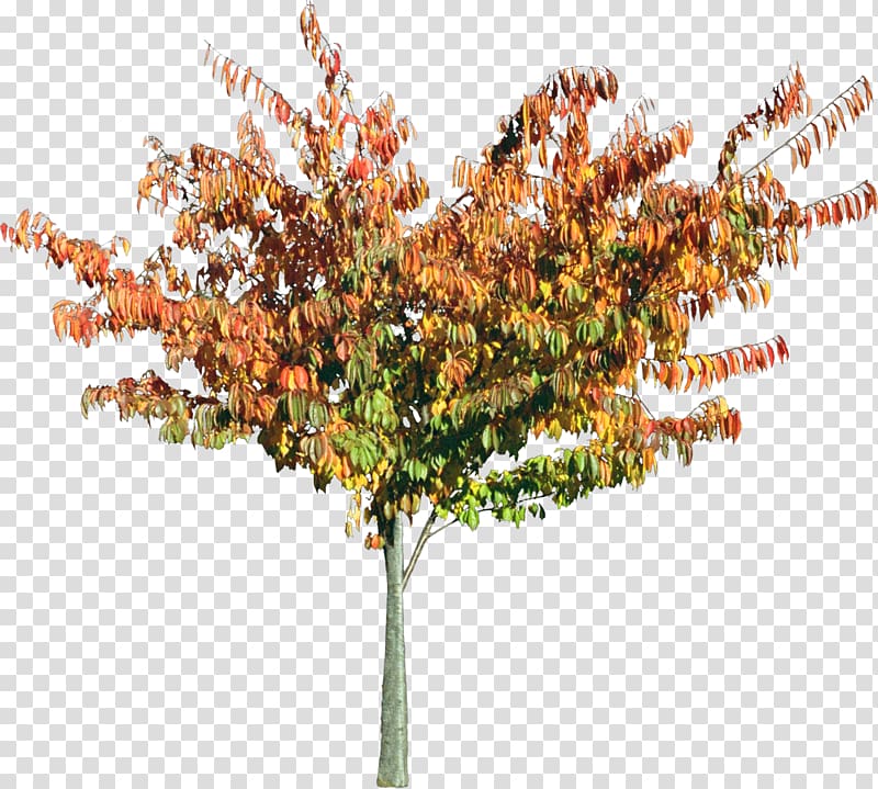 green leafed tree, Tree Shrub Landscape architecture Garden, bushes transparent background PNG clipart