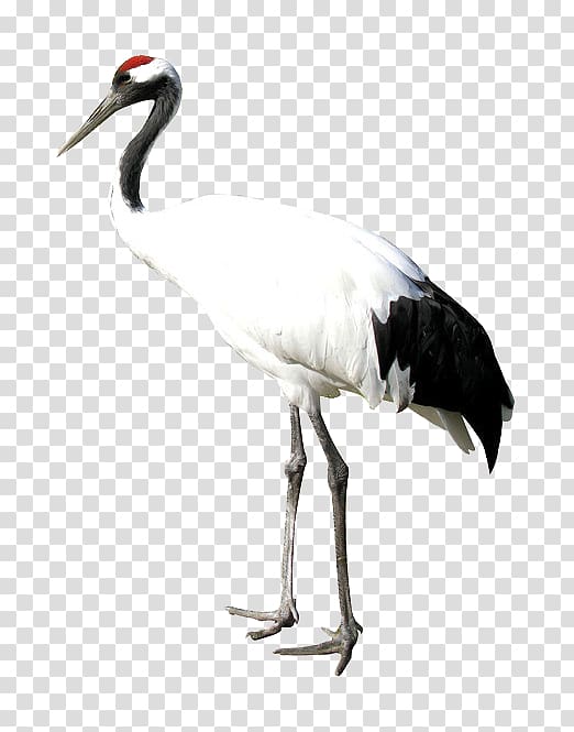 Red-crowned crane Bird Heron, white crane transparent background PNG clipart