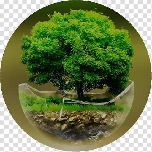 Samsung Galaxy S5 Bonsai Desktop High-definition television , Aquatic plants transparent background PNG clipart