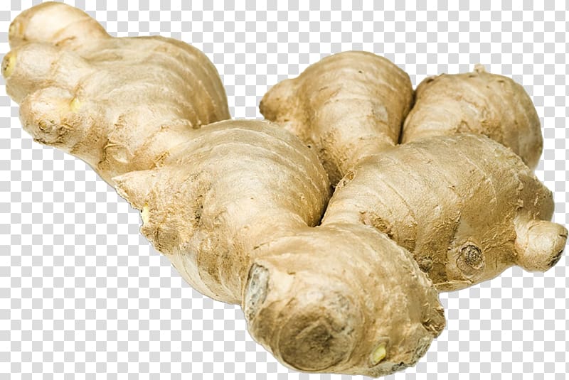 Ginger transparent background PNG clipart