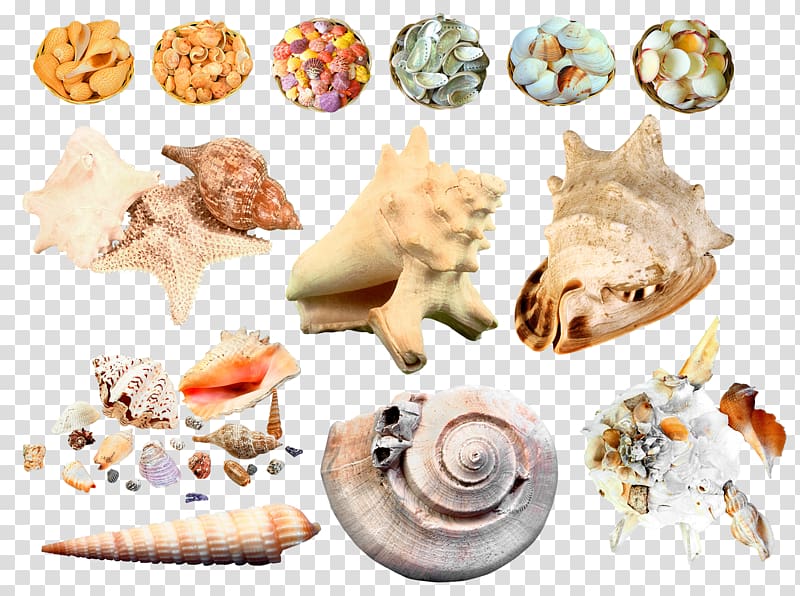 Seashell Sea snail , Conch Creative transparent background PNG clipart