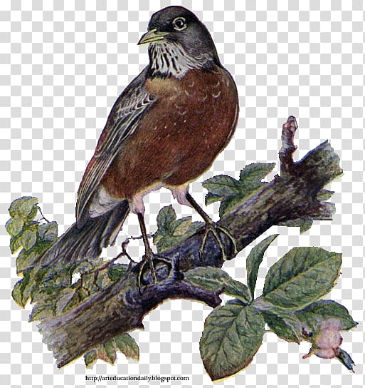 Bird European robin Sparrow American robin , Bird transparent background PNG clipart