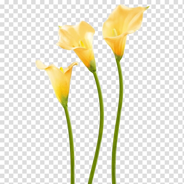 Easter lily Flower Calla lily Paint Rollers Plant stem, calla lily transparent background PNG clipart
