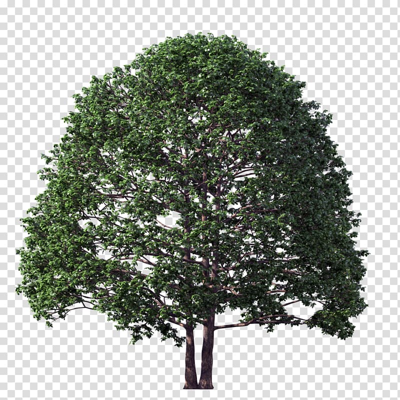 Tree , walnut transparent background PNG clipart