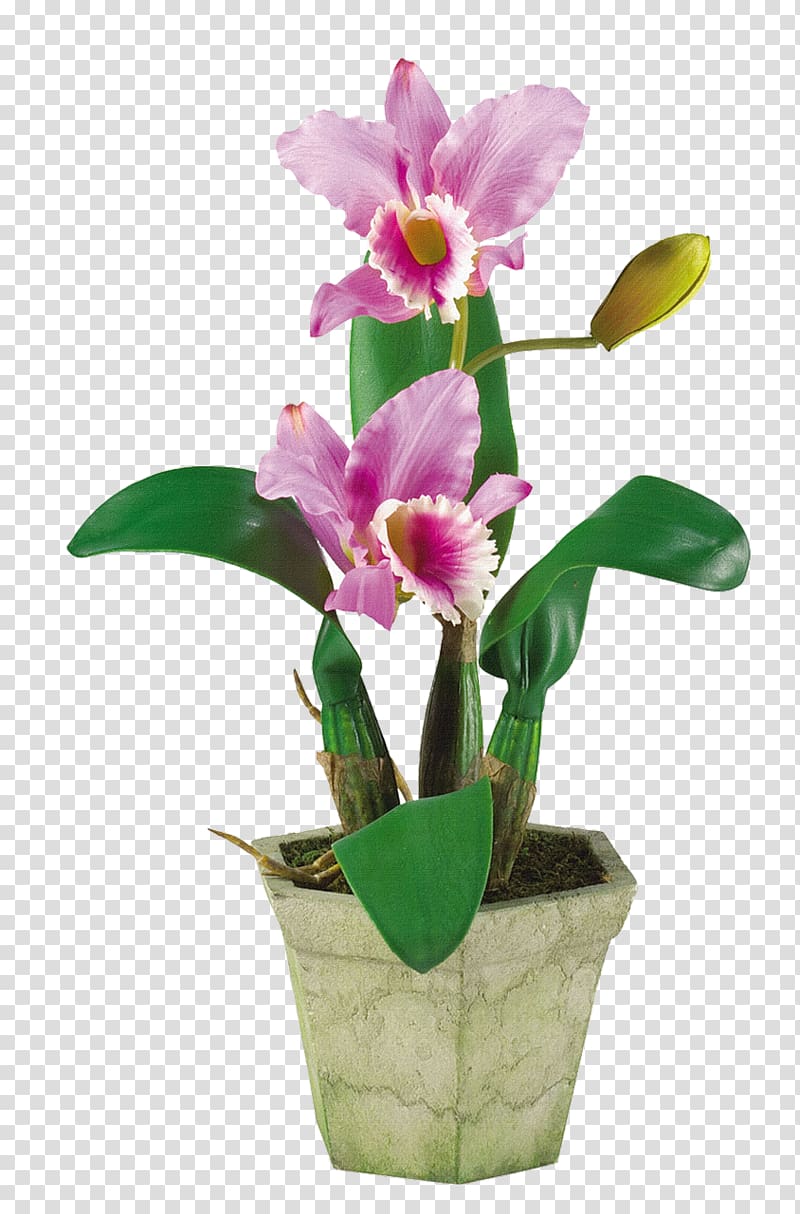 Artificial flower Floral design Moth orchids Floristry, orchid transparent background PNG clipart