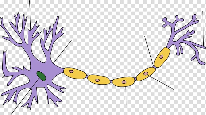 Biological neuron model Nervous system Upper motor neuron Anatomy, auriculotemporal nerve transparent background PNG clipart