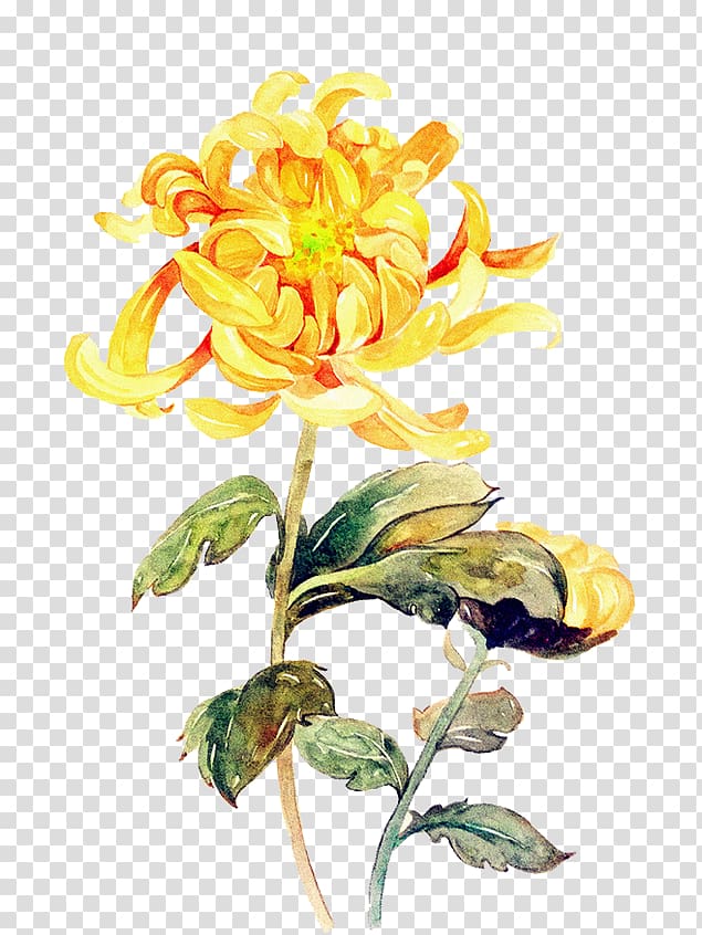 Chrysanthemum ×grandiflorum Double Ninth Festival Flower, flower transparent background PNG clipart