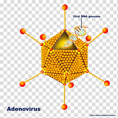 Adenoviruses Pharyngitis Adeno-associated virus, double helix transparent background PNG clipart