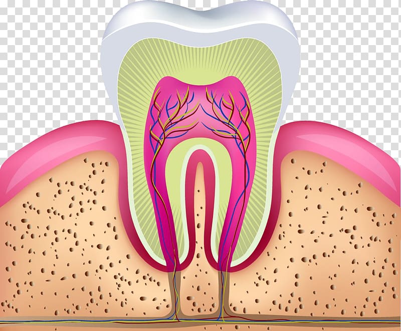 Human tooth Endodontic therapy Crown Dentistry, Tooth profile chart transparent background PNG clipart