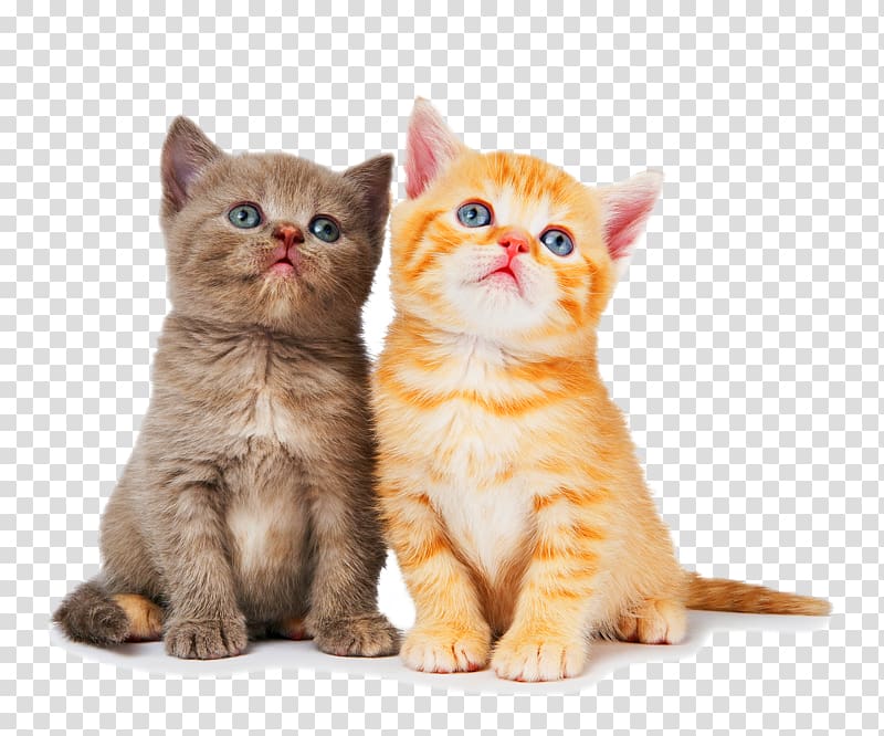 two brown and orange cats, Ragdoll British Shorthair Kitten Dog Litter box, kitten transparent background PNG clipart
