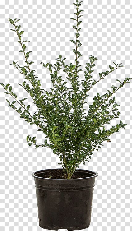 Japanese holly Branch Shrub Box Flowerpot, ilex aquifolium transparent background PNG clipart