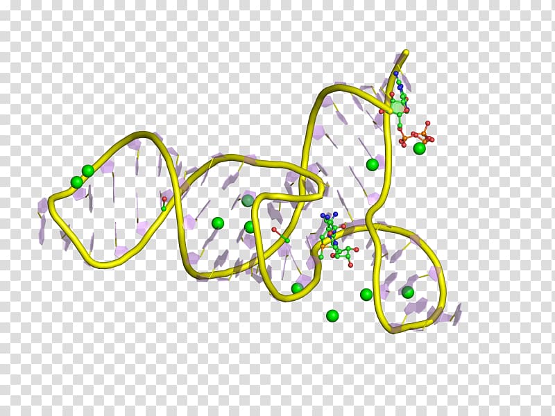 Messenger RNA Riboswitch Polyadenylation Regulatory sequence, transparent background PNG clipart