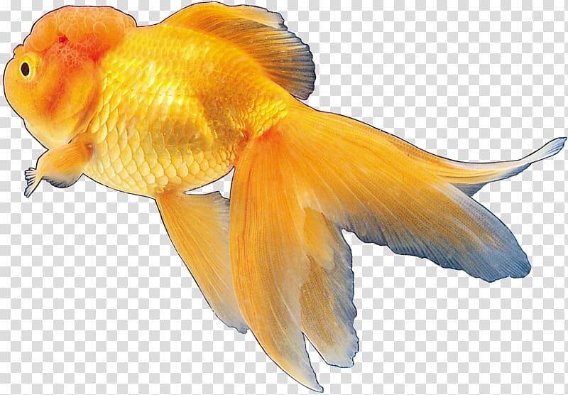 Goldfish Tropical fish Ornamental fish, fish transparent background PNG clipart