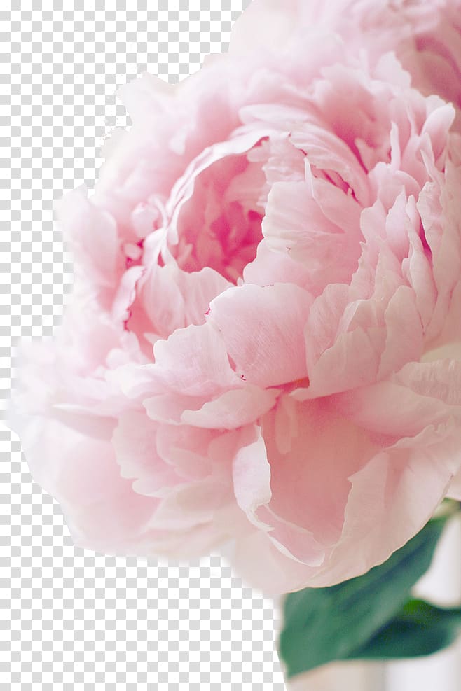 mother's day flowers background transparent background PNG clipart