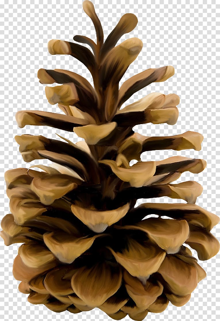 Pine cone transparent background PNG clipart