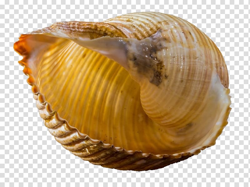 Seashell Snail Gastropod shell Mollusc shell , conch transparent background PNG clipart