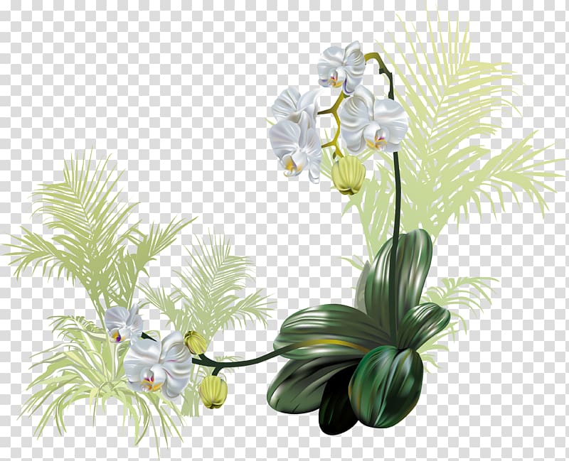 Flower Orchids, Delicate floral transparent background PNG clipart