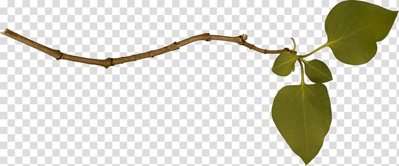 green leaves illustration, Branch Single Left transparent background PNG clipart