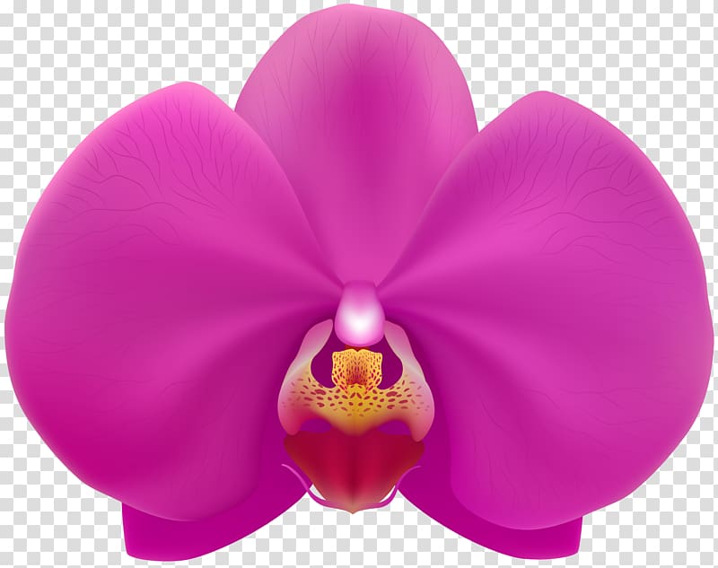 Moth orchids Portable Network Graphics , orquidea vetor transparent background PNG clipart