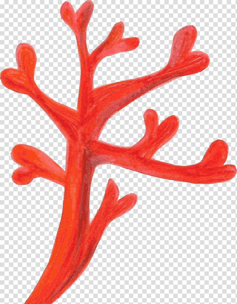 Red Coral Coral reef , coral transparent background PNG clipart