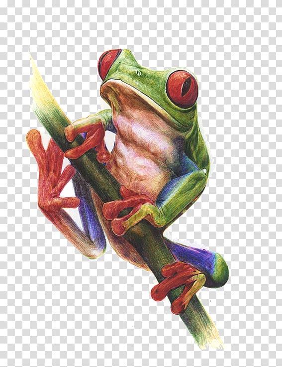 True frog Watercolor painting Tree frog, Drawing Frog transparent background PNG clipart