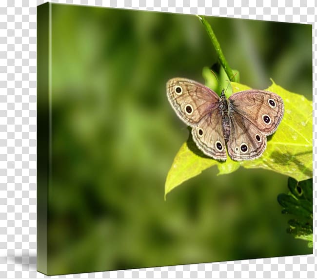 Brush-footed butterflies Gossamer-winged butterflies Moth Butterfly, butterfly transparent background PNG clipart