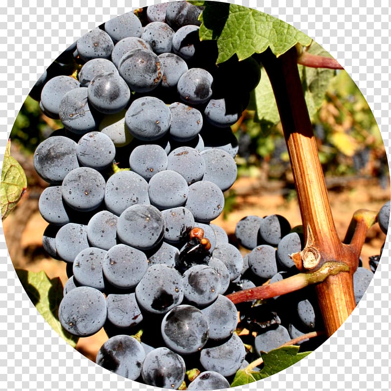 Grape Alicante Bouschet Portuguese wine Varietal, grape transparent background PNG clipart