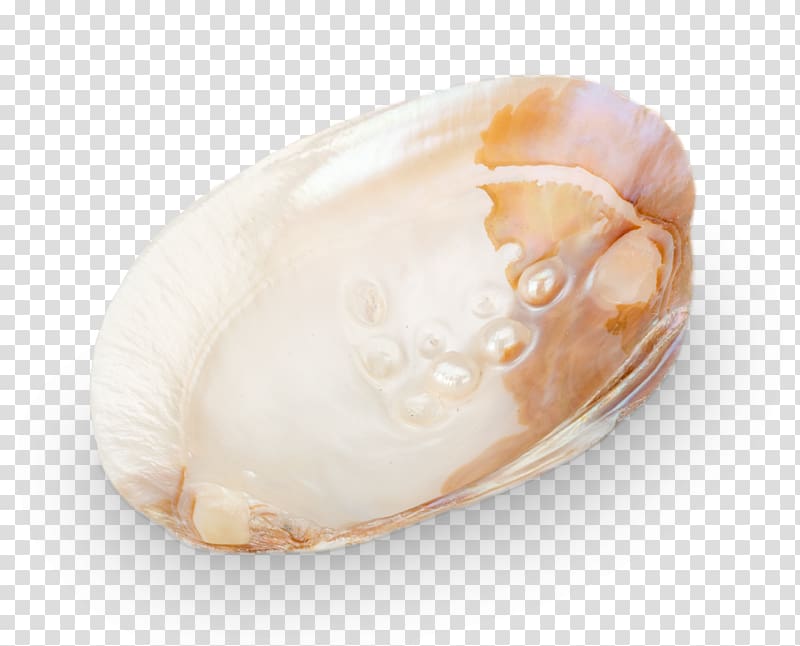 Hyriopsis Pearl Unio Hair jewellery Clam, Saccharina transparent background PNG clipart