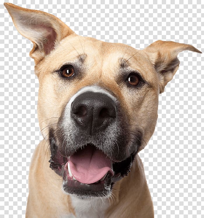 Labrador Retriever Growling Poodle Smile Upside-Down Dogs, smile transparent background PNG clipart