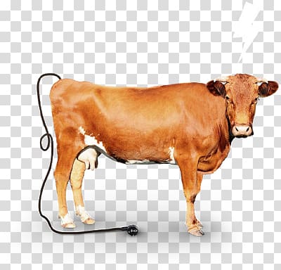 Dairy cattle Calf Nelore Ox, others transparent background PNG clipart