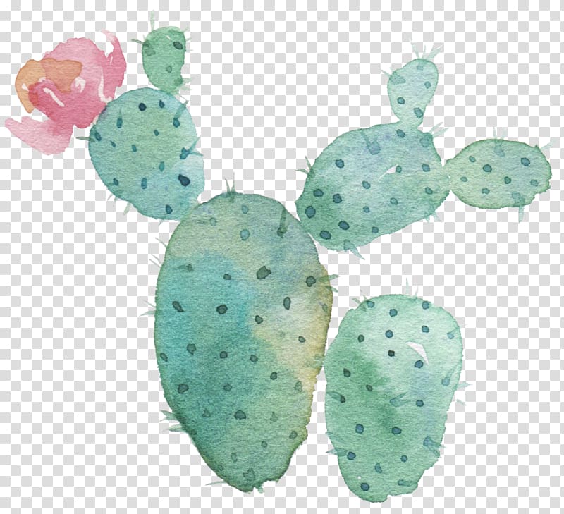 Cactaceae Succulent plant Flower Watercolor painting Astrophytum myriostigma, flower transparent background PNG clipart