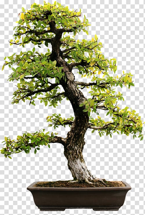 Bonsai Evergreen Tree Carmona retusa, tree transparent background PNG clipart