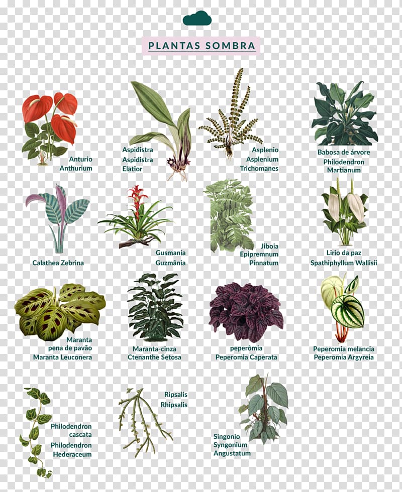 Botany Garden Plant Sowing Flora, plant transparent background PNG clipart