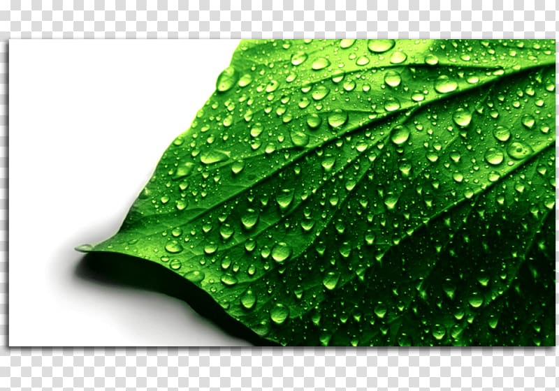 Desktop graph 4K resolution High-definition television, green leaves transparent background PNG clipart
