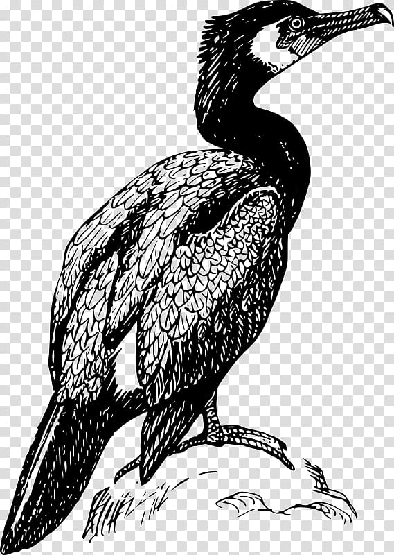 Double-crested Cormorant Bird Drawing , Bird transparent background PNG clipart