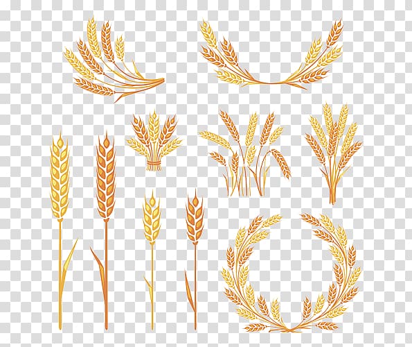 Ear , Golden wheat transparent background PNG clipart